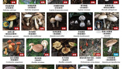 川渝地區常見毒蘑菇
