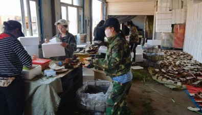林下食用菌種植基地：產(chǎn)量達(dá)20余噸，預(yù)計(jì)年收500余萬元
