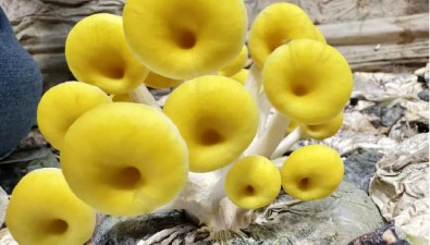 甘肅武威涼州區柏樹鎮食用菌產業園每棚預計收入達10萬元