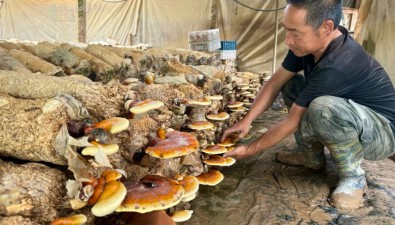 寧夏中衛沙坡頭區：溫室大棚種出靈芝，增收新途徑
