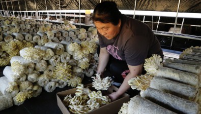 北京昌平：十三陵鎮“林下菌菇”助力村民增收