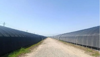 甘肅武威涼州區清水鎮潤耳源菜菌輪作產業園木耳進入采摘期