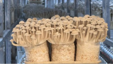 鴻升生物：2023年凈利潤增速超60%