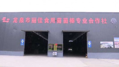 丽佳菌棒合作社：升级全自动生产线，日产黑木耳料棒18万棒