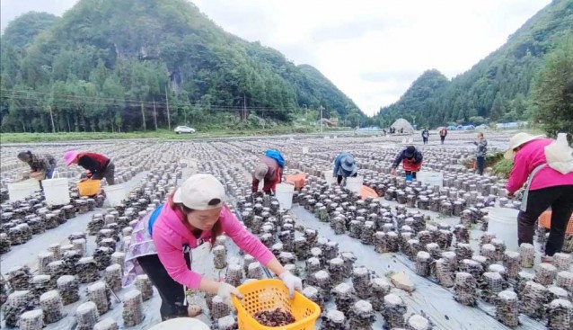 貴州織金縣：金鳳街道木耳基地40萬棒木耳迎來豐收