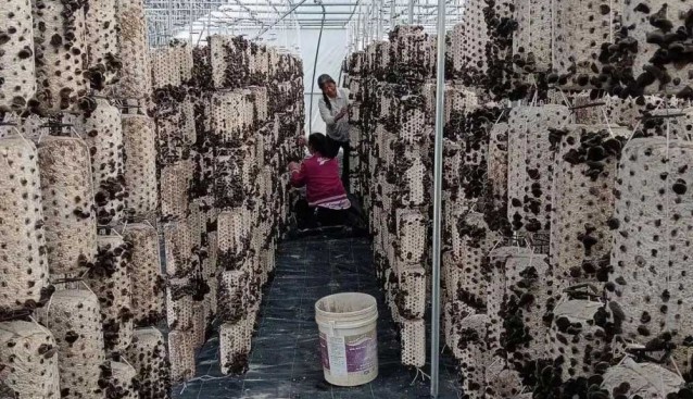 甘肅清水縣：磨兒村食用菌基地木耳開采，預計產值35萬元