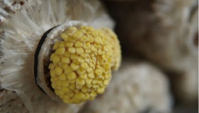 瑞应村合作社：试种4种菌菇，预计增收15万余元