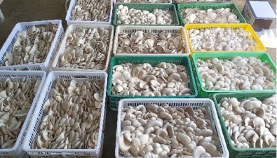 甘肅靈臺：石坊村建成高標準溫棚種菌菇