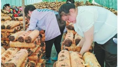 陜西山陽縣中村鎮60%滑子菇出口海外