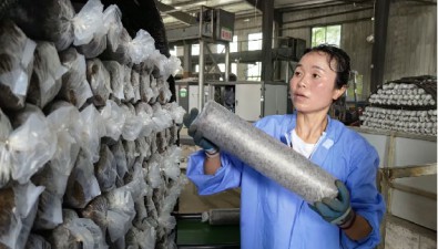 聚福菌農業：小菌菇撐起“致富傘”