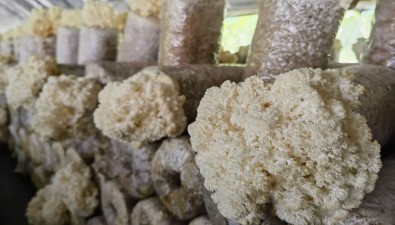 黑龍江哈爾濱：珊瑚猴頭新品種“哈農科zlsh-2”實現反季節生產銷售