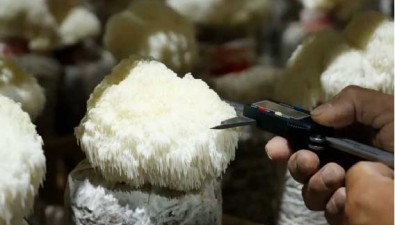 試種成功！多種高端藥食同源食用菌落戶寧夏固原