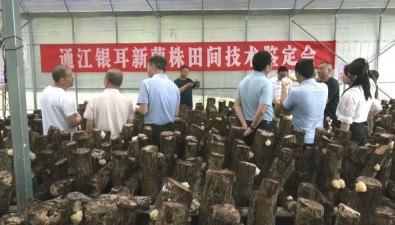 重大突破！通江銀耳新品種面世，它們是……