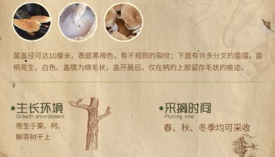 香蕈：在朽木上開出一片花
