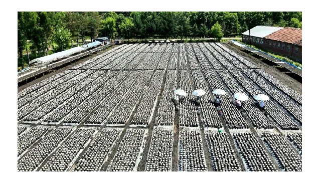 黑龍江榆樹川林場：食用菌采收忙