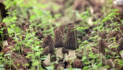新的羊肚菌種植試驗，2-3年內有望取得突破