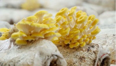 魏先傳：種植技術專家，從事食用菌栽培40年