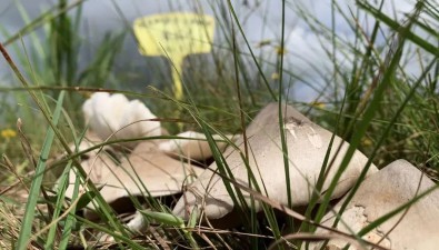 云南南華：成功實現雞樅菌大規模全野生種植技術創新