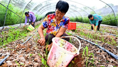 四川仁壽：大棚竹蓀蛋喜獲豐收