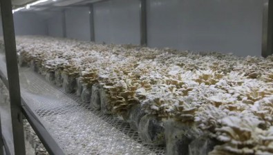后續來了！“果菌王”怎么樣了？“蒜參蘑”也寄過來了……