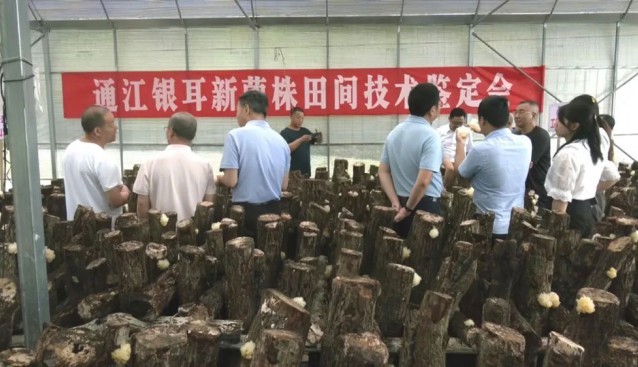 重大突破！通江銀耳新菌株面世