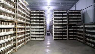 甘肅清水縣：基地化推廣，加快食用菌現代農業產業園建設