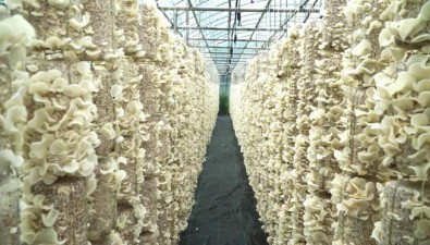 卓尼縣逢福農業：玉木耳喜迎豐收