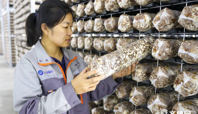 山東艾澤福吉生物：菌棒培育成品率接近100%