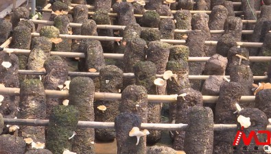 云南牟定縣：明確到2025年栽培食用菌種植5000余畝