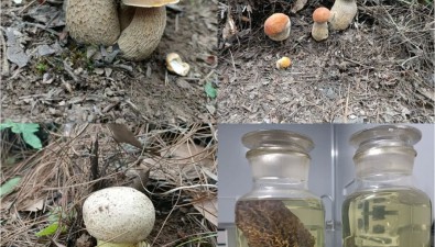 云南永勝縣食用菌科技特派團啟動野生食用菌資源調查工作