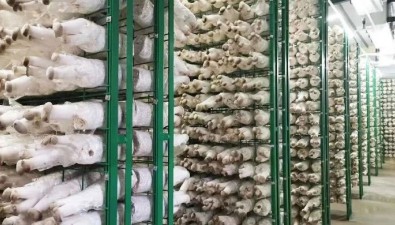 江蘇香如生物：年產(chǎn)杏鮑菇近8萬(wàn)噸
