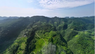 云南威信縣：56.2萬(wàn)畝竹林資源，與菌菇強(qiáng)強(qiáng)組合