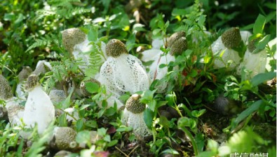 云南威信縣：“竹林+菌菇”，實現一年“兩季菌一季筍”目標