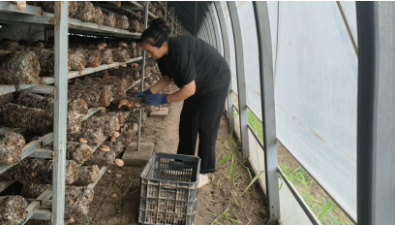 投資1.8億元，戈壁灘上的香菇產業園，豐收了