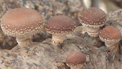 九安生物：自主研發(fā)“麗香一號”香菇品種，年產(chǎn)150萬公斤