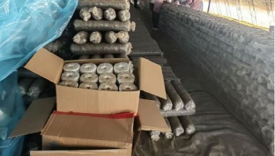 河北遵化菇农排队抢“七河9号”，七河菌种销量上涨50%