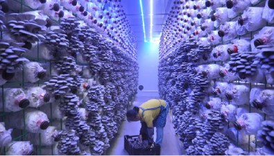 江苏滨海：吕滩村食用菌基地22个生产方舱达产可日产珍稀菌10000斤