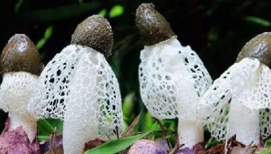 浙江舟山：竹蓀試種獲得成功，干品每斤售價(jià)500元左右