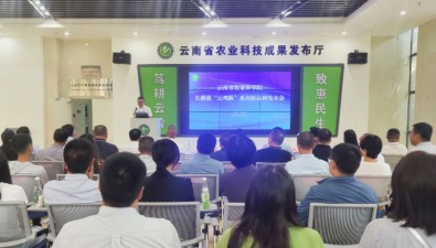 高原特色菌品種選育獲突破！5個(gè)長根菇“云雞樅”新品種亮相