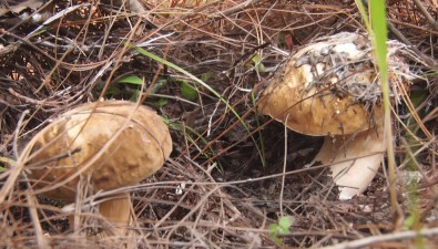云南雙柏縣：野生菌年交易額12506萬元