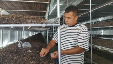9月底！首批20棟赤松茸完成種植