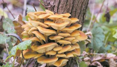 從黃白之變，窺見金針菇強“芯”路