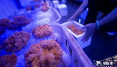 浙江：桐廬縣工廠化金耳陸續上市