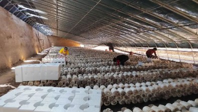 甘肅：武威市涼州區持續壯大食用菌優勢特色產業