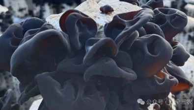 青海：大通縣黑木耳試種成功