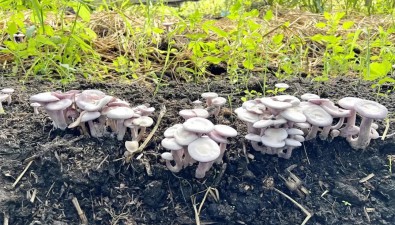 內蒙古呼倫貝爾：成功攻克紫花臉蘑人工栽培技術難關