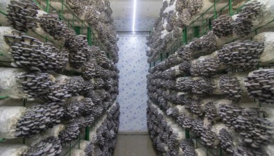 永大菌業(yè)：積極探索食用菌種植技術(shù)