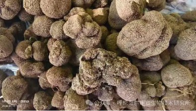 呼倫貝爾嶺東野生真菌種質資源調查利用課題組采到珍稀黑松露