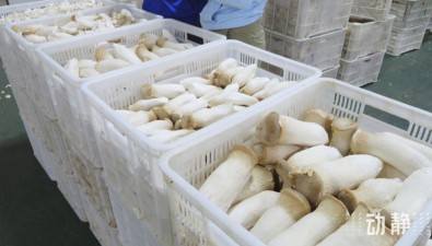 贵旺生物：智能化工厂可节省4/5的人工