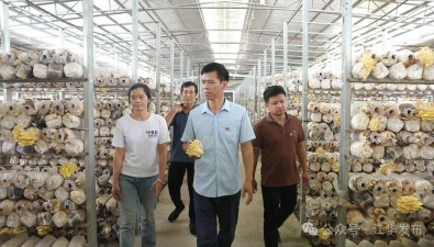 湖南江华县：多菌齐放，激发产业发展新动能